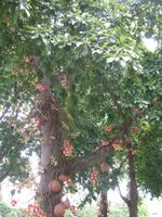 Foto-Stopp vorm Zuckerhut 