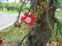 Foto-Stopp vorm Zuckerhut 