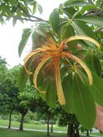 Foto-Stopp vorm Zuckerhut 