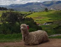 Rundreise Südamerika – die Vielfalt Lateinamerikas entdecken : Peru, Bolivien, Chile, Argentinien, Uruguay, Brasilien