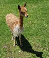 Rundreise Südamerika – die Vielfalt Lateinamerikas entdecken : Peru, Bolivien, Chile, Argentinien, Uruguay, Brasilien