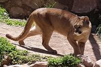 Rundreise Südamerika – die Vielfalt Lateinamerikas entdecken : Peru, Bolivien, Chile, Argentinien, Uruguay, Brasilien