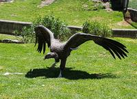 Rundreise Südamerika – die Vielfalt Lateinamerikas entdecken : Peru, Bolivien, Chile, Argentinien, Uruguay, Brasilien