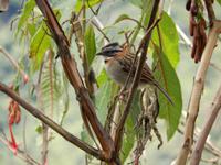 Rundreise Südamerika – die Vielfalt Lateinamerikas entdecken : Peru, Bolivien, Chile, Argentinien, Uruguay, Brasilien