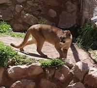 Rundreise Südamerika – die Vielfalt Lateinamerikas entdecken : Peru, Bolivien, Chile, Argentinien, Uruguay, Brasilien