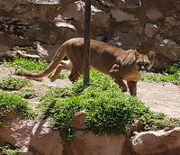 Rundreise Südamerika – die Vielfalt Lateinamerikas entdecken : Peru, Bolivien, Chile, Argentinien, Uruguay, Brasilien