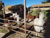 Rundreise Südamerika – die Vielfalt Lateinamerikas entdecken : Peru, Bolivien, Chile, Argentinien, Uruguay, Brasilien