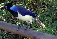 Rundreise Südamerika – die Vielfalt Lateinamerikas entdecken : Peru, Bolivien, Chile, Argentinien, Uruguay, Brasilien