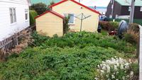 12_Falklandinseln (22)