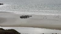 12_Falklandinseln (7)