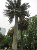 IMG 8914 Chilenische Palme