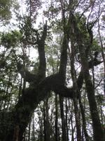 IMG 8974 Huilo Huilo Bioreservat