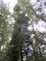 IMG 8975 Huilo Huilo Bioreservat