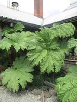 IMG 9181 Wilder Rhabarber