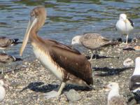 IMG 9255 Puerto Montt