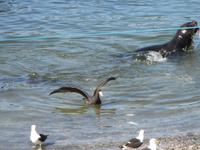 IMG 9257 Puerto Montt