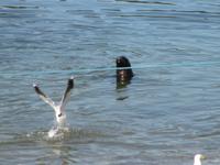 IMG 9259 Puerto Montt