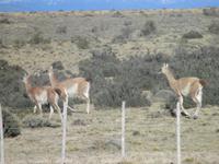IMG 9283 Torres del Paine