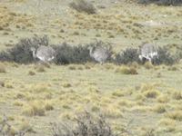 IMG 9286 Torres del Paine