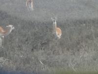 IMG 9287 Torres del Paine