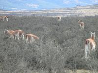 IMG 9289 Torres del Paine