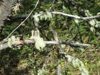 IMG 9405 Nationalpark Tierra del Fuego