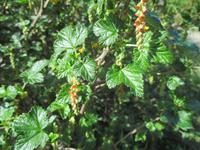 IMG 9406 Nationalpark Tierra del Fuego