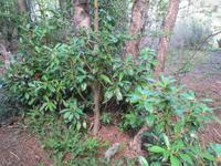 IMG 9410 Nationalpark Tierra del Fuego