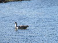 IMG 9428 Nationalpark Tierra del Fuego