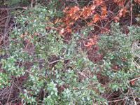 IMG 9526 Wulaia-Bucht