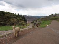 Cuzco (41)