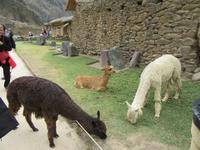 Ollantaytambo (7)