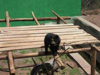 Santuario Animal de Ccochahuasi (2)