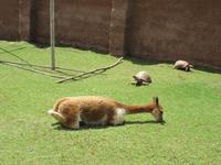 Santuario Animal de Ccochahuasi (3)
