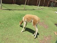 Santuario Animal de Ccochahuasi (5)