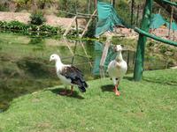 Santuario Animal de Ccochahuasi (14)