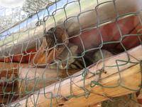 Santuario Animal de Ccochahuasi (15)