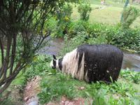 Santuario Animal de Ccochahuasi (17)