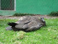 Santuario Animal de Ccochahuasi (21)