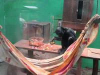 Santuario Animal de Ccochahuasi (27)