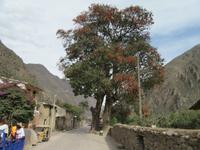 Ollantaytambo (3)