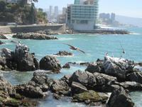 Viña del Mar (5)