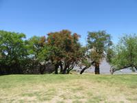 Colonia de Sacramento (20)