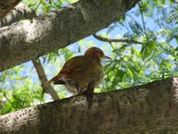 Colonia de Sacramento (30)