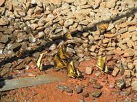 Iguazu (Argentinien) (7)