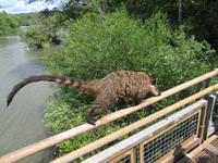 Iguazu (Argentinien) (9)