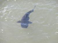 Iguazu (Argentinien) (13)