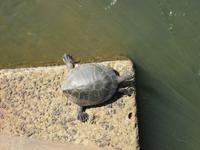 Iguazu (Argentinien) (23)