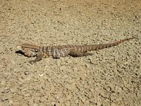 Iguazu (Argentinien) (24)