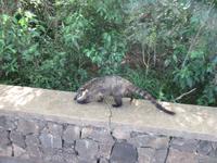 Iguazu (Argentinien) (28)